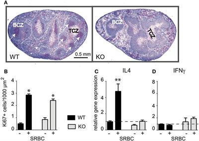 CD154 Costimulation Shifts the Local T-Cell Receptor Repertoire Not Only During Thymic Selection but Also During Peripheral T-Dependent Humoral Immune Responses